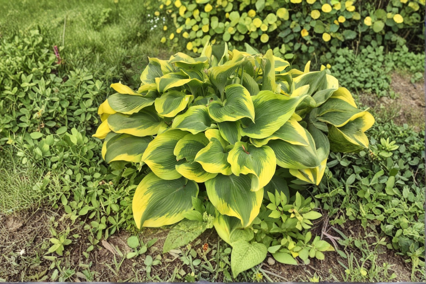 Atlantis Hosta 3 Inch Pot Variegated Shade Perennial Green Yellow Leaf Garden Starter Plant Large Foliage