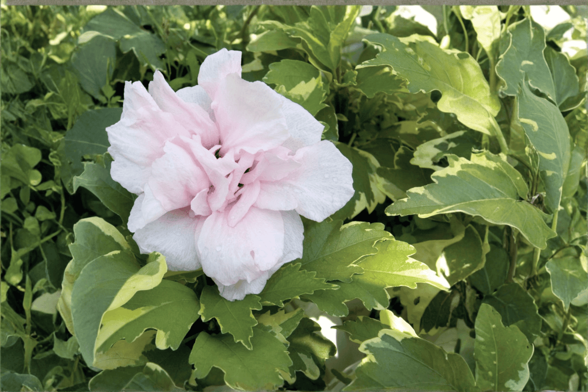 Sugar Tip Rose of Sharon 1 Live Shrub, 3 Gallon – Hibiscus syriacus ‘Sugar Tip’