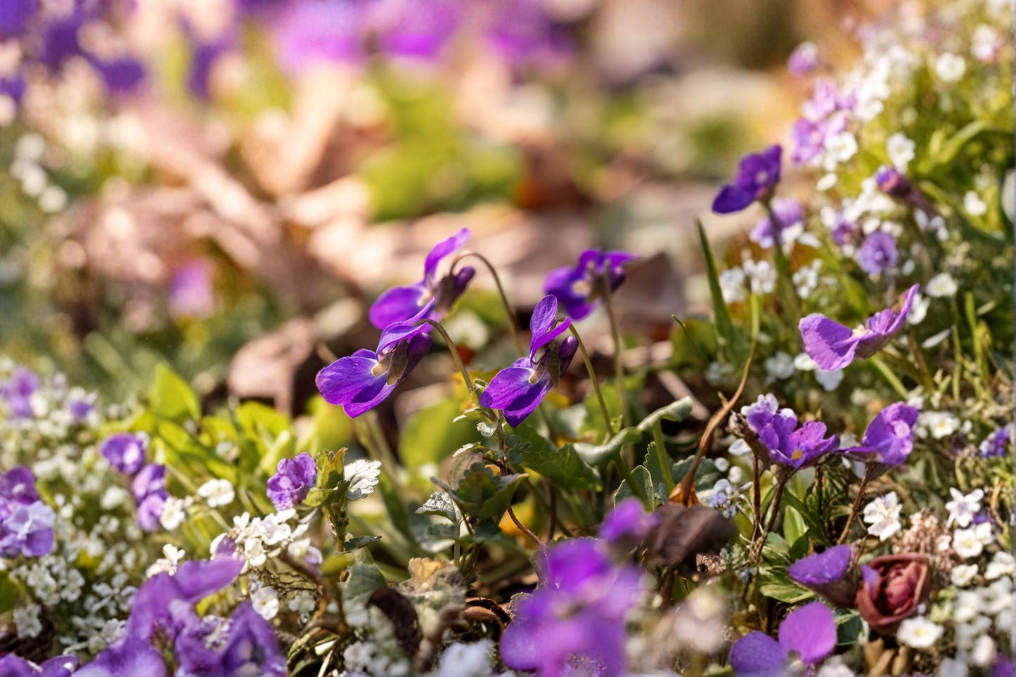 25 Purple Violet Bare Root Live Starter Plants – Perennial Flower Bulbs (Viola spp.)