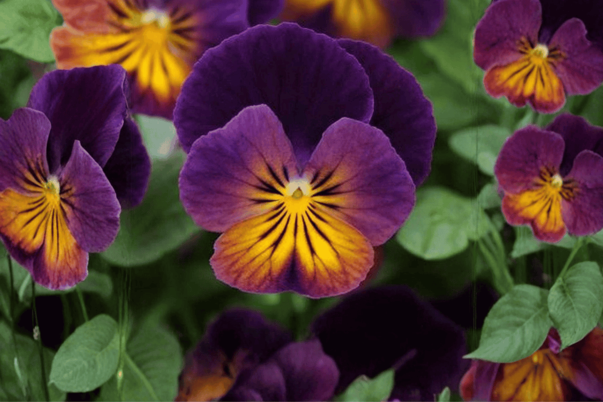 Celestial Northern Lights Horned Violet Live Plant – 4-Inch Pot – Viola cornuta 'Celestial Northern Lights'