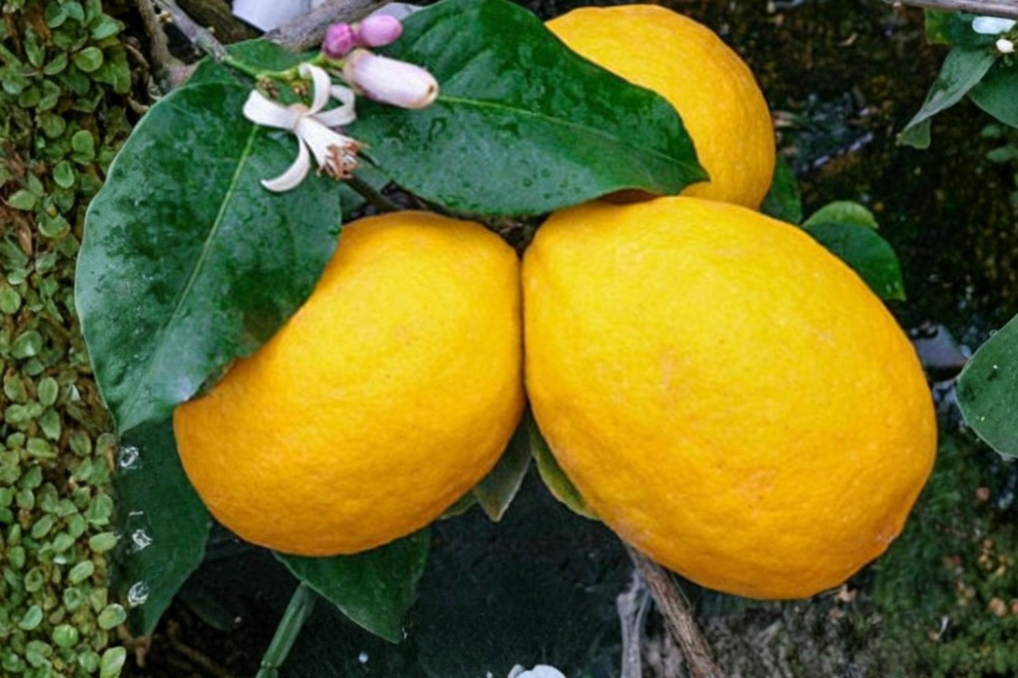 Meyer Lemon Seeds Citrus Fruit Tree Indoor Outdoor Container Gardening Juicy Lemon Plant 2 Seeds
