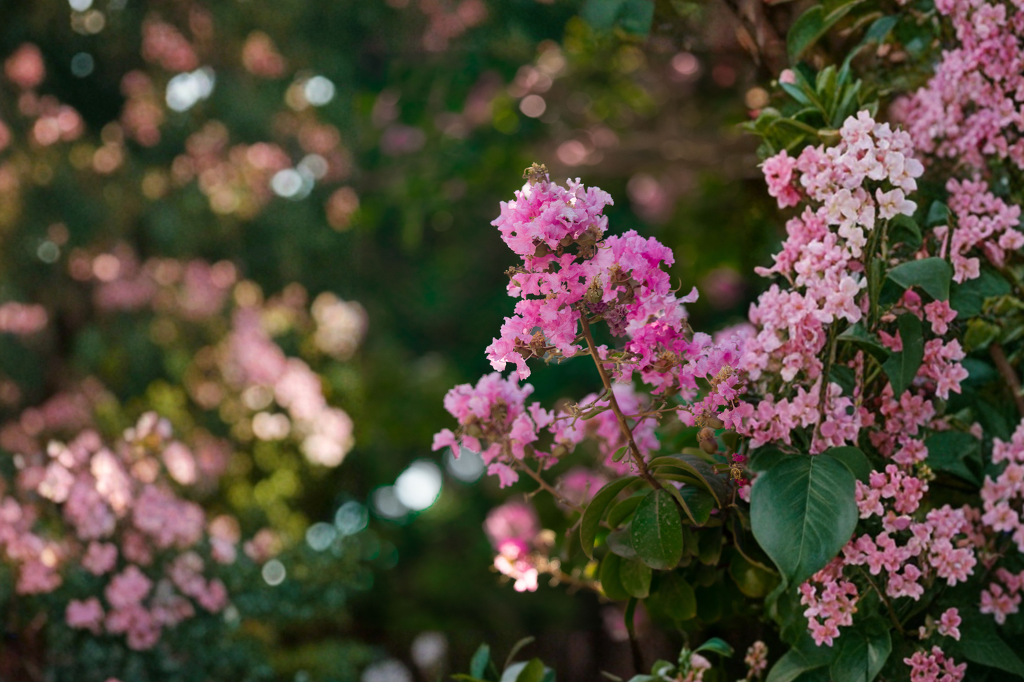 Sioux Crepe Myrtle Live Sapling 12-24 Inch Rooted Tree Pink Flowering Landscape Plant Ornamental Garden Tree