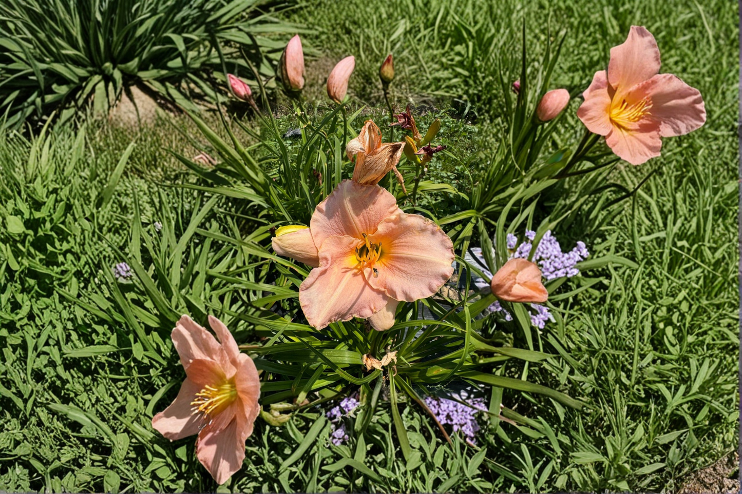 Daylily ‘Pewter Pink’ 3 Bare Root Plants – Soft Pink Hemerocallis Perennial for Summer Garden Flowers