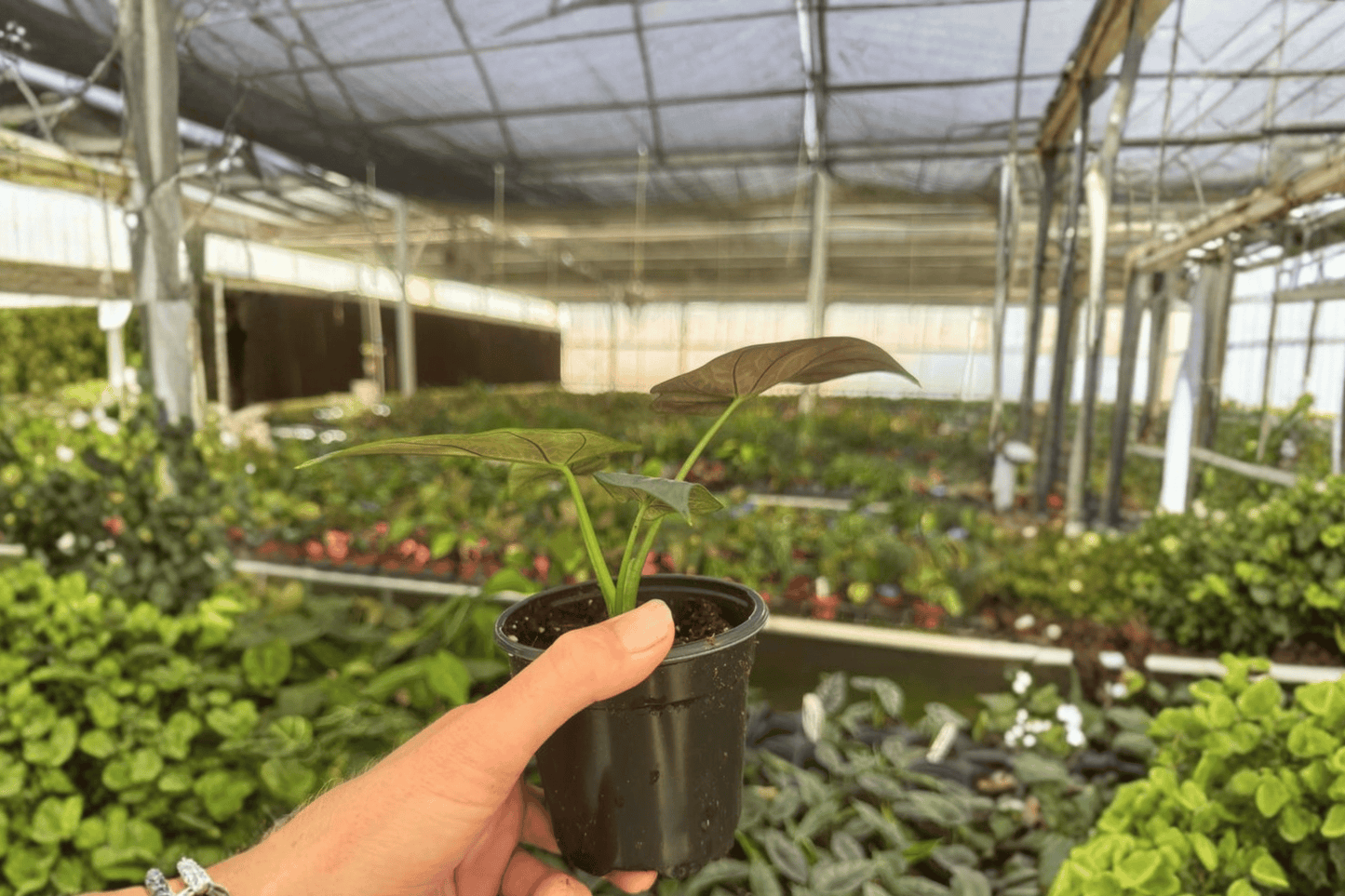 2 Alocasia 'Dragon Wings' (Scalprum × Dragon Scale) Live Plants – 4-Inch Pots