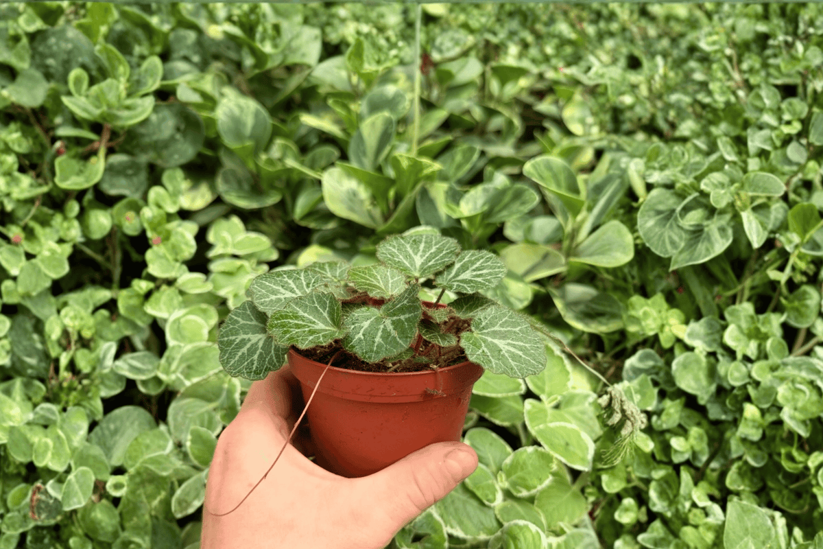Strawberry Begonia – 2 Exact Live Plants, 4-Inch Size – Saxifraga stolonifera