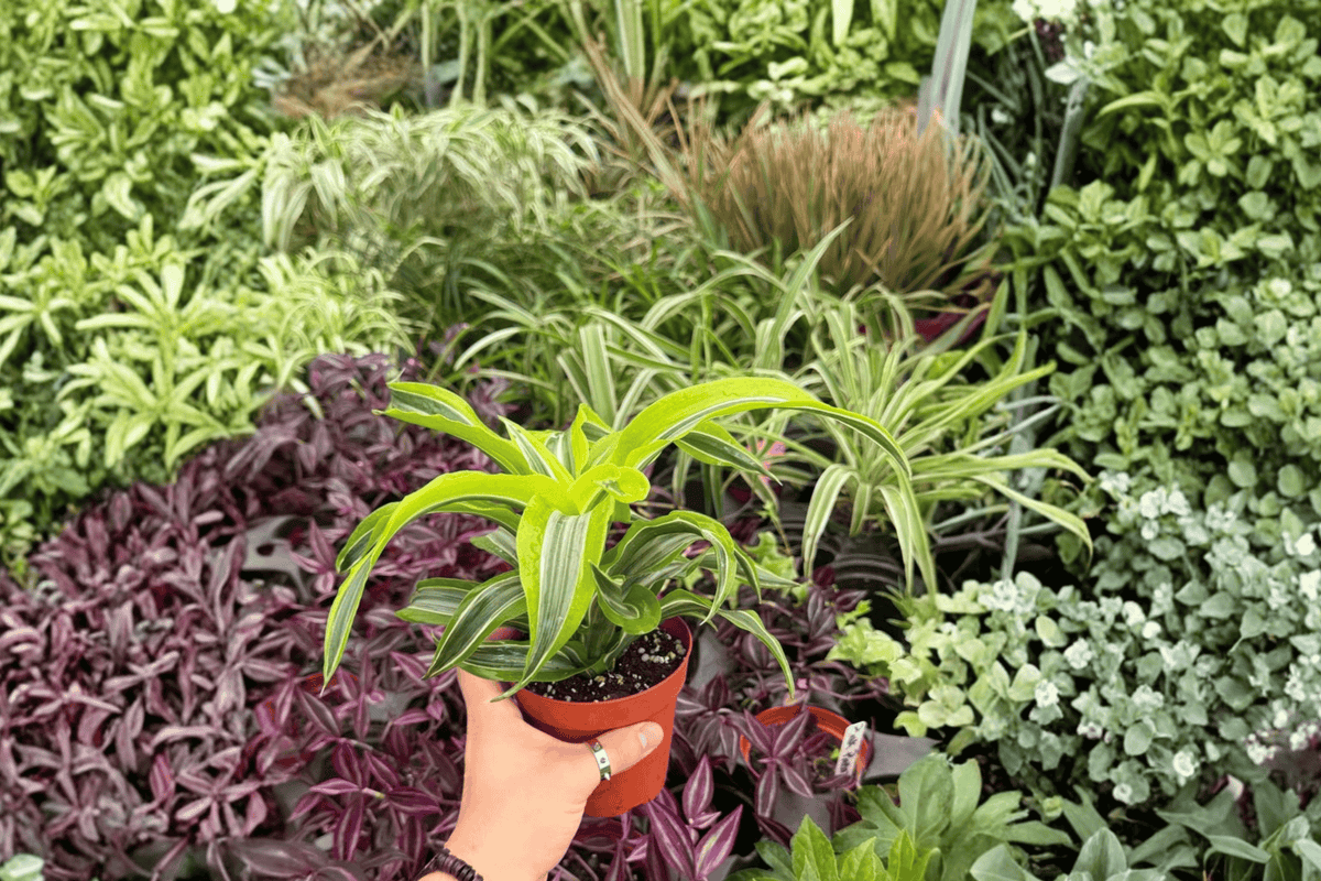 2 Exact Dracaena Lemon Lime Surprise Live Plants – 4” Pot