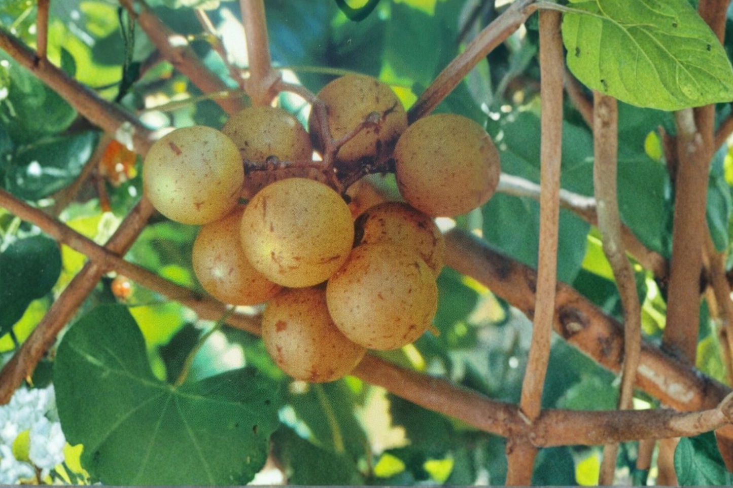 Bronze Summit Muscadine Grape Vine Live Plant 3 Gallon Fruit Vine for Garden Trellis Vineyard, Outdoor Climbing Grape Vine