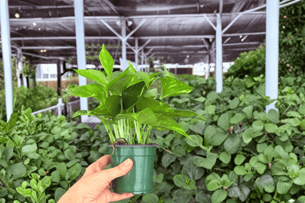 Golden Pothos 2 Exact Live Plants – Epipremnum aureum Specific 4” Size Bare Root