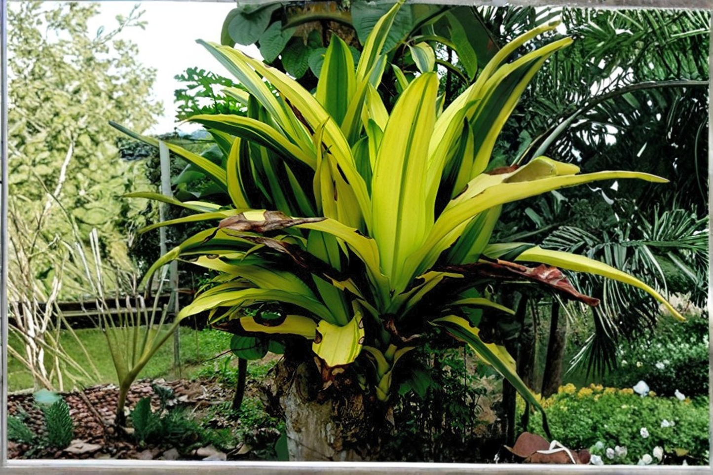 Live Dracaena Plant in 4-Inch Pot – Easy Care Tropical Houseplant – Dracaena fragrans