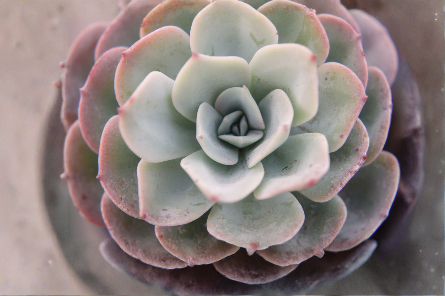 Echeveria Lola Live Succulent – 2 Inch Pot – Soft Purple Rosette Plant