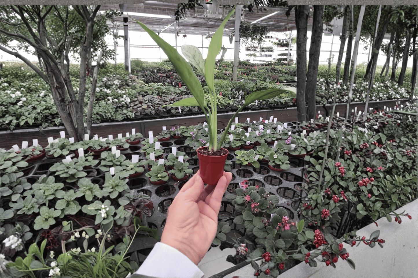 2 Aglaonema 'Silver Queen' Starter Plants – Bare Root – Aglaonema 'Silver Queen'