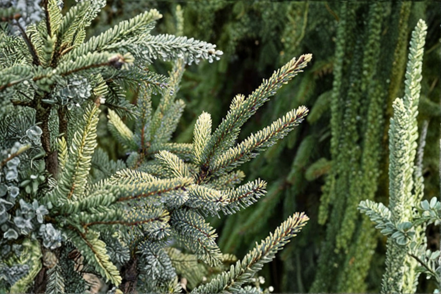Aureovariegata Black Spruce Live Plant 12 Inch 1 Gallon Pot Variegated Evergreen Conifer Cold Hardy Landscape Tree