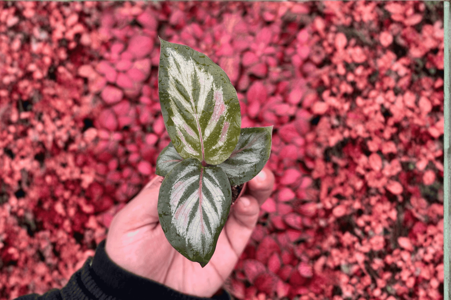 Calathea Red Peacock 2 Starter Live Plants – 2-Inch Pot Size – Goeppertia sp.