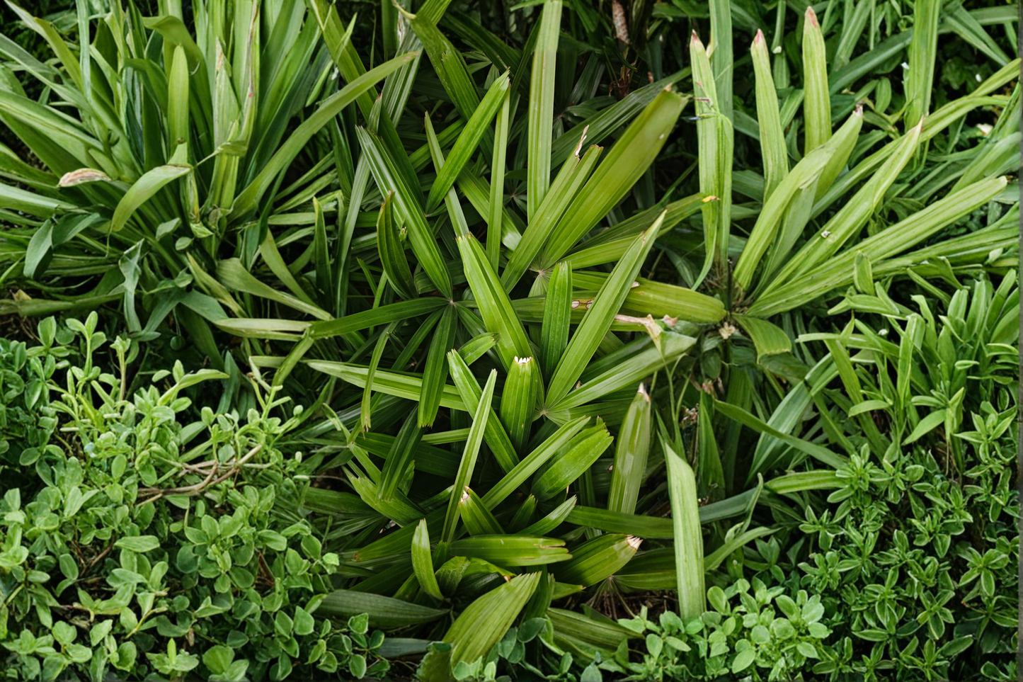Live Pandan Plant 6–8 Inches Tall – No Pot – Pandanus amaryllifolius