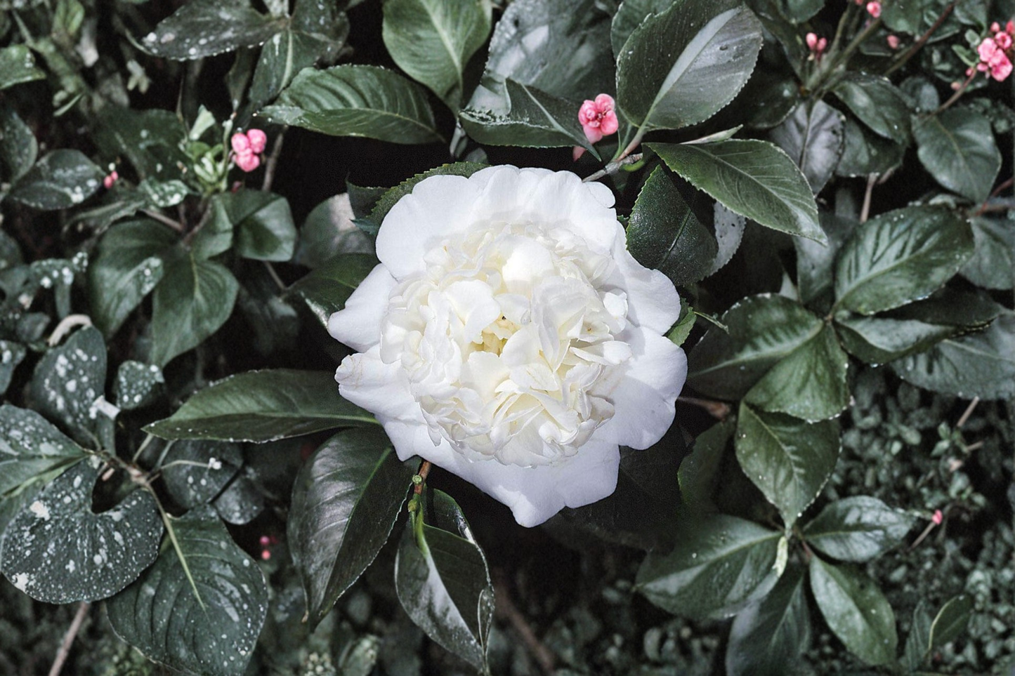 Japanese Camellia ‘Snow Chan’ 1 Gallon Live Plant – Camellia japonica White Flowering Evergreen Shrub