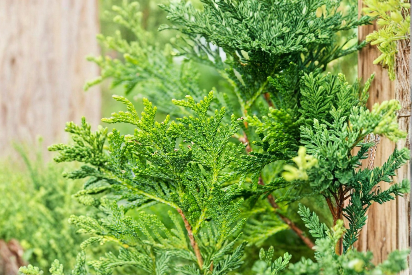 Thuja Green Giant Starter Plant Live Evergreen Tree Fast Growing Privacy Tree Landscape Hedge Plant Ready to Grow