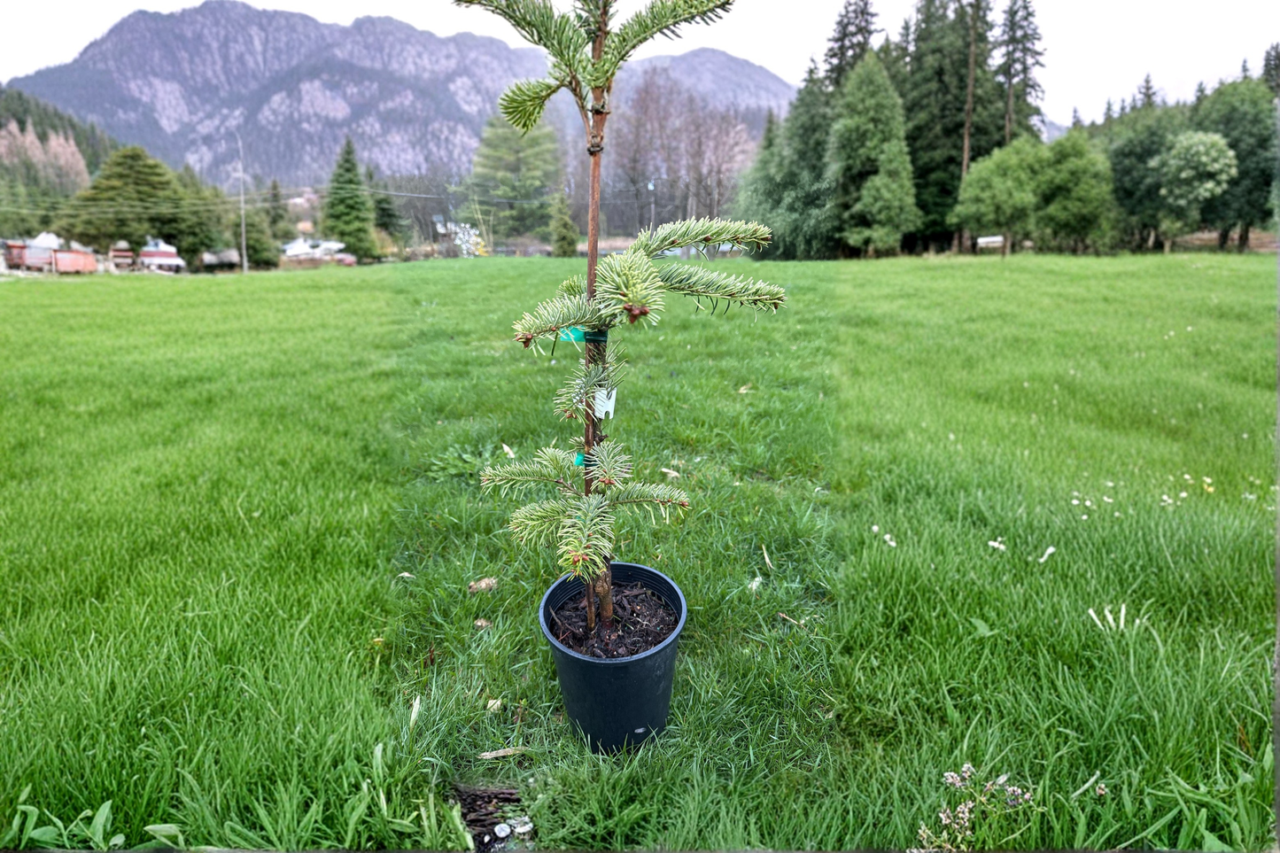Silver Del Nordmann Fir 12 Inch Live Plant 1 Gallon Pot – Abies nordmanniana Evergreen Conifer Compact Garden Tree