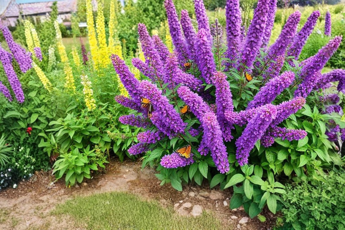 Buzz Purple Butterfly Bush Live Plug Plant – 1–3 Inch Tall – Buddleja davidii 'Buzz Purple'