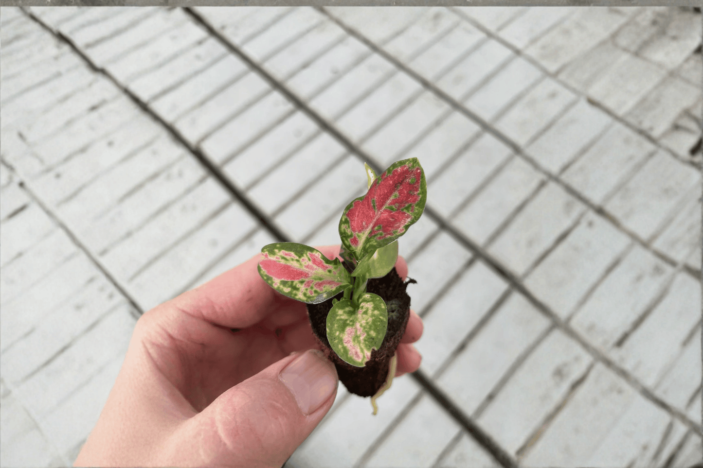 2 Aglaonema 'Black Maroon' Live Starter Plants – Bare Root in Soil Pod