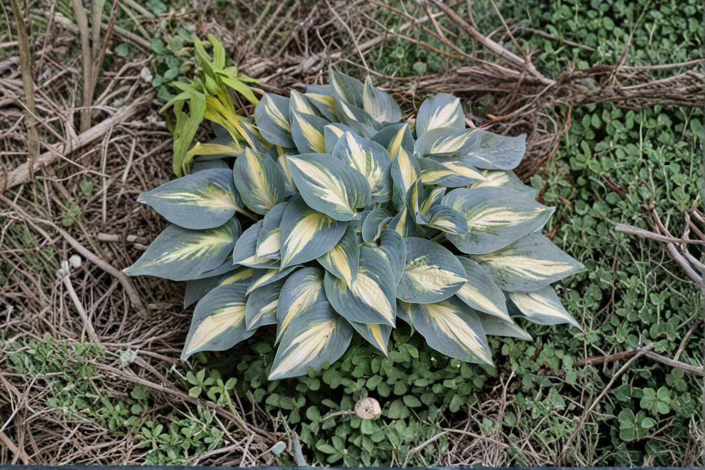 High Society Hosta 3 Inch Pot Variegated Shade Perennial Blue Yellow Leaf Garden Starter Plant