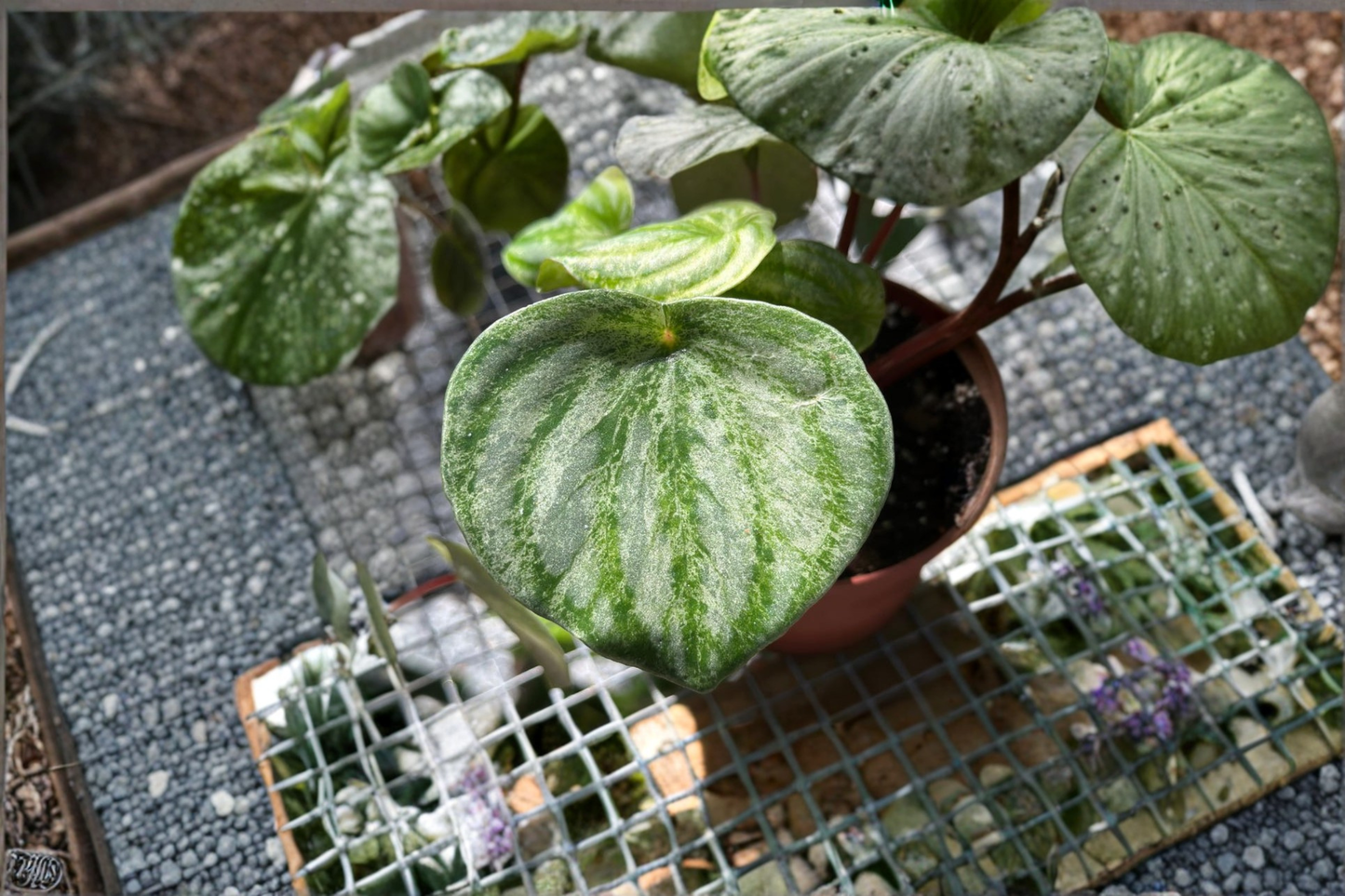 Peperomia Gold Dust Live Plant Variegated Peperomia Indoor Houseplant Rooted Starter Plant Decor Gift