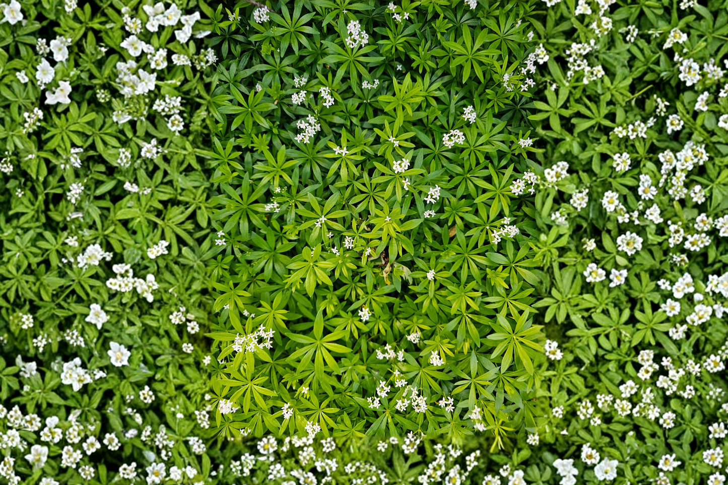 Sweet Woodruff Live Plant Galium odoratum Organic Starter Plant Shade Garden Ground Cover Herb Plant Without Pot