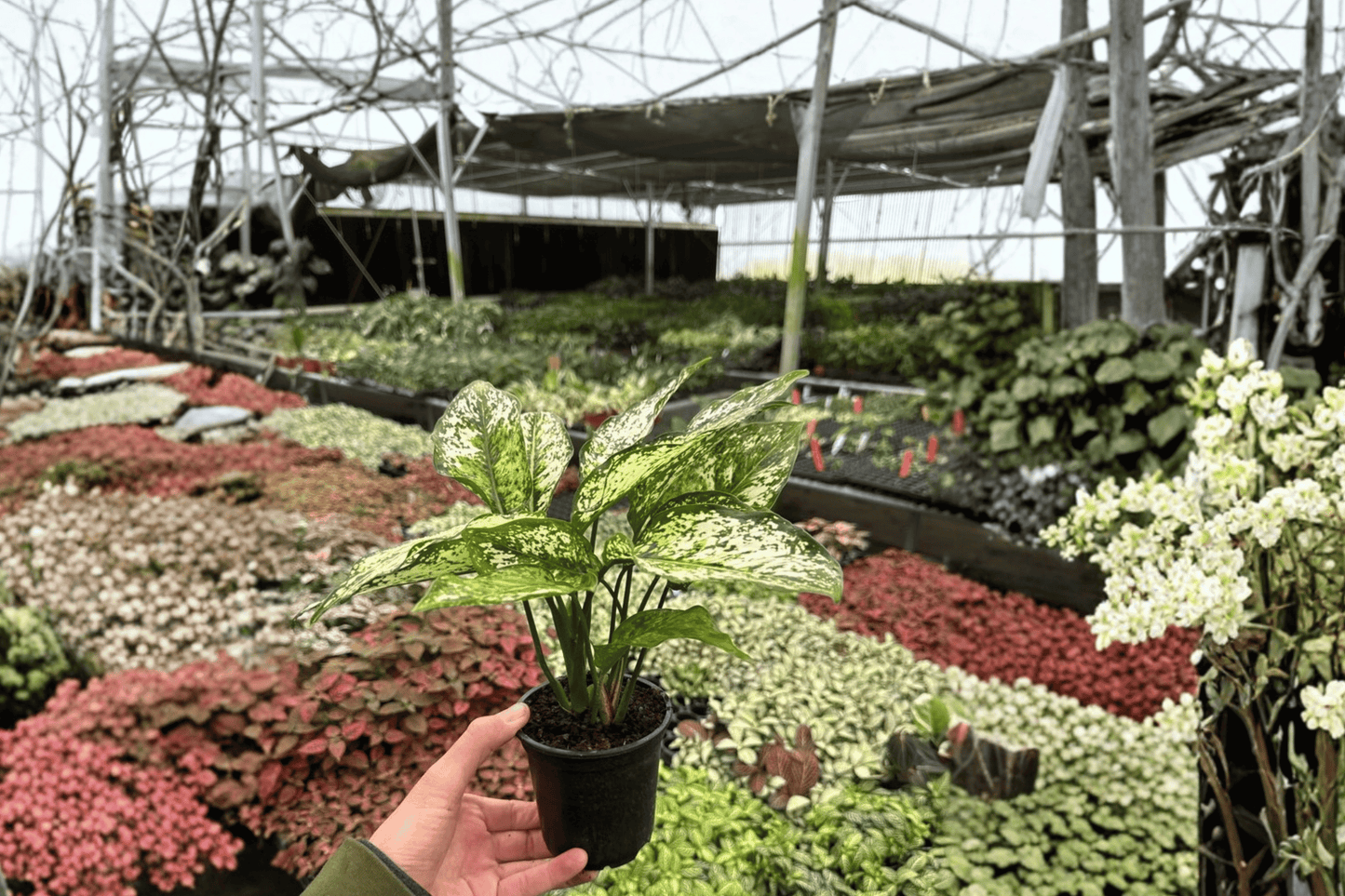 2 Aglaonema 'Wintery Winehouse' Live Plants – 4-Inch Pots – Aglaonema 'Wintery Winehouse'