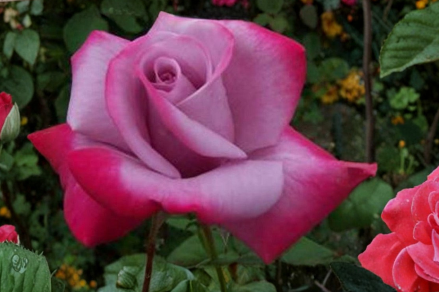 Purple Red Rose Seeds Rare Bi Color Rose Flower Seeds for Planting Ornamental Garden Bush Pack of 20 Seeds