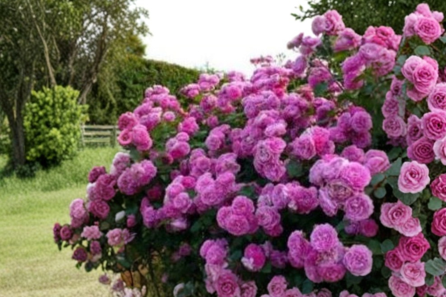 Pink Climbing Rose Seeds 10 Pack Rare Rose Vine Flower Plant Garden Trellis Rose Seeds for Planting