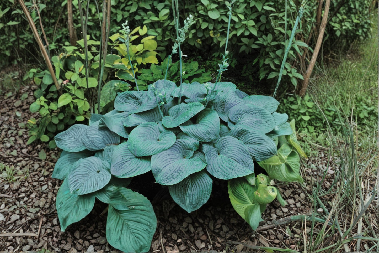 Blue Angel Hosta 3 Inch Pot Blue Leaf Shade Perennial Large Foliage Garden Starter Plant Border