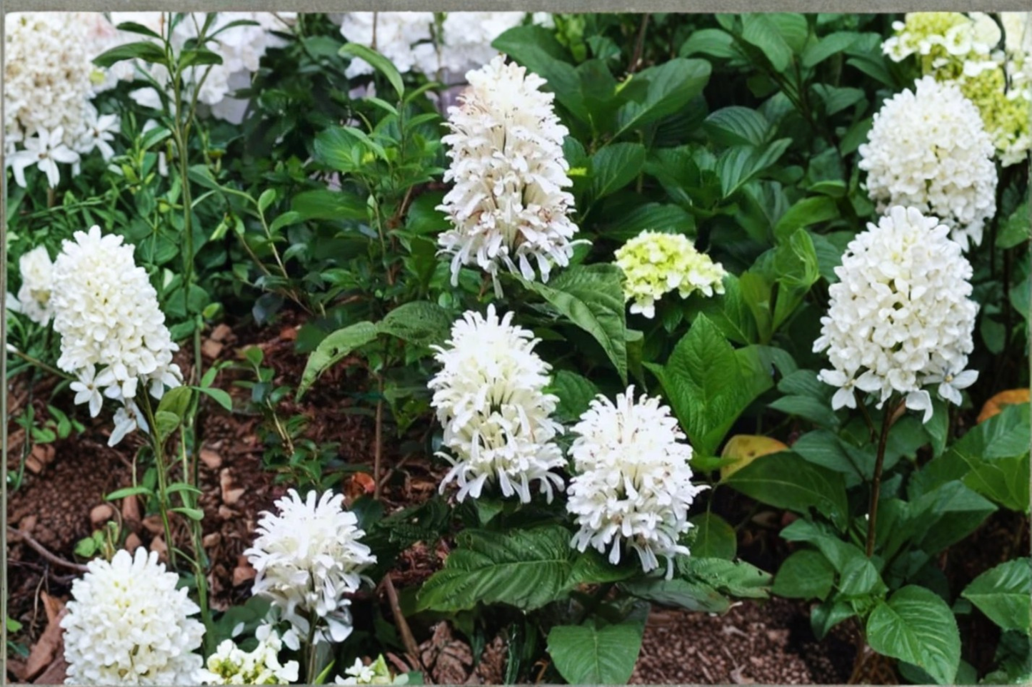 White Shrimp Plant Live Starter Plant – 4–6 Inches Tall, Well-Rooted, No Pot – Justicia betonica