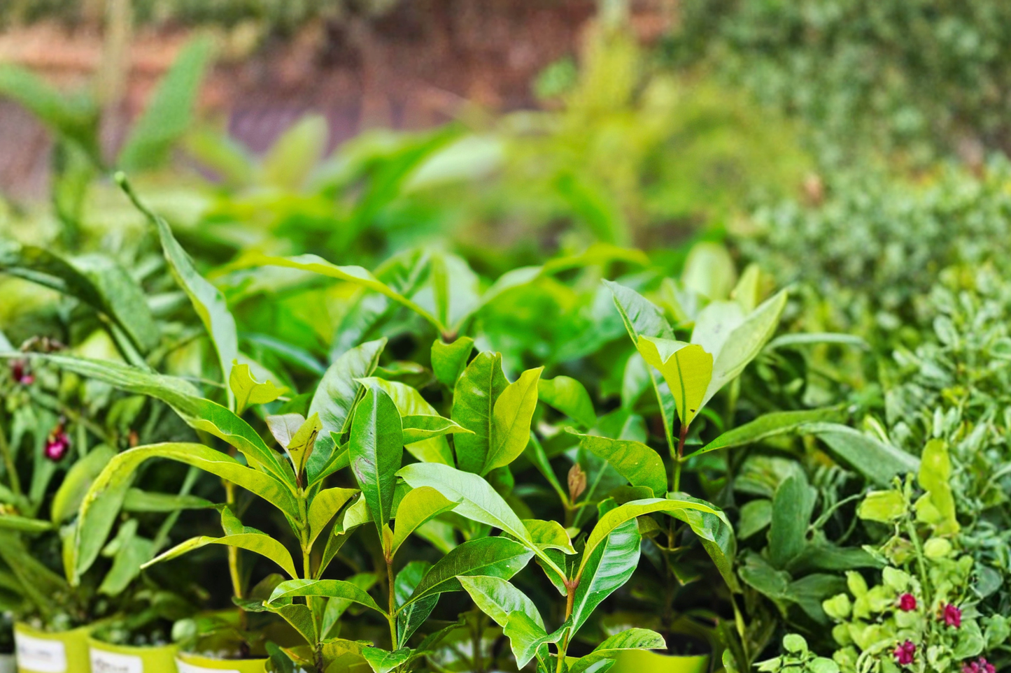 2 Live Yerba Mate Plants 4–6 Inches Tall – Tropical Evergreen – No Pot – Ilex paraguariensis