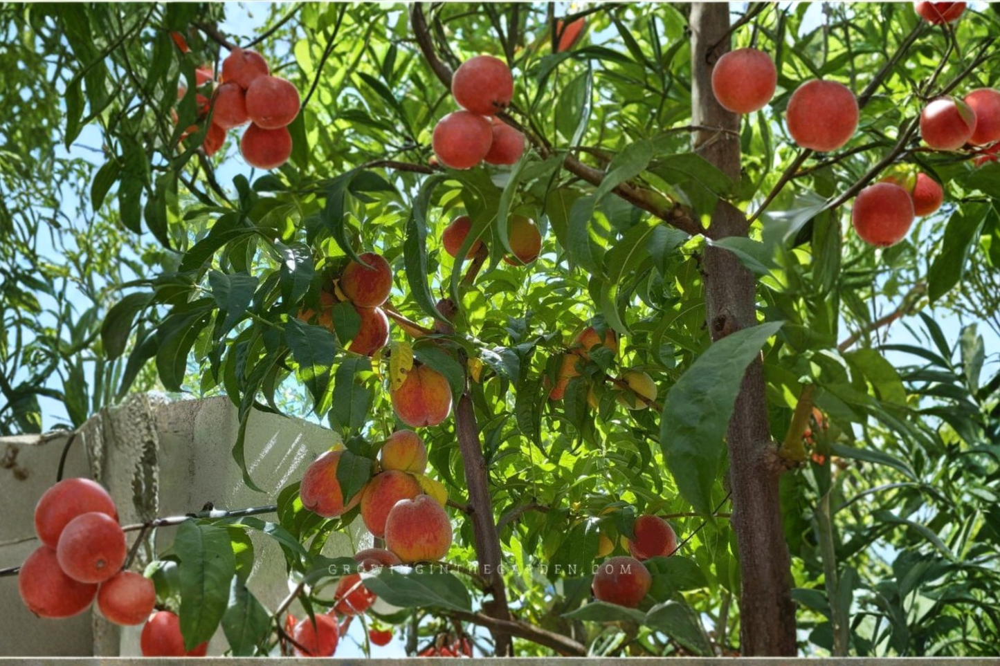 Redskin Peach Tree Live Plant 4–6 Ft Fruit Tree, Sweet Peach Tree for Garden Orchard, Deciduous Backyard Tree