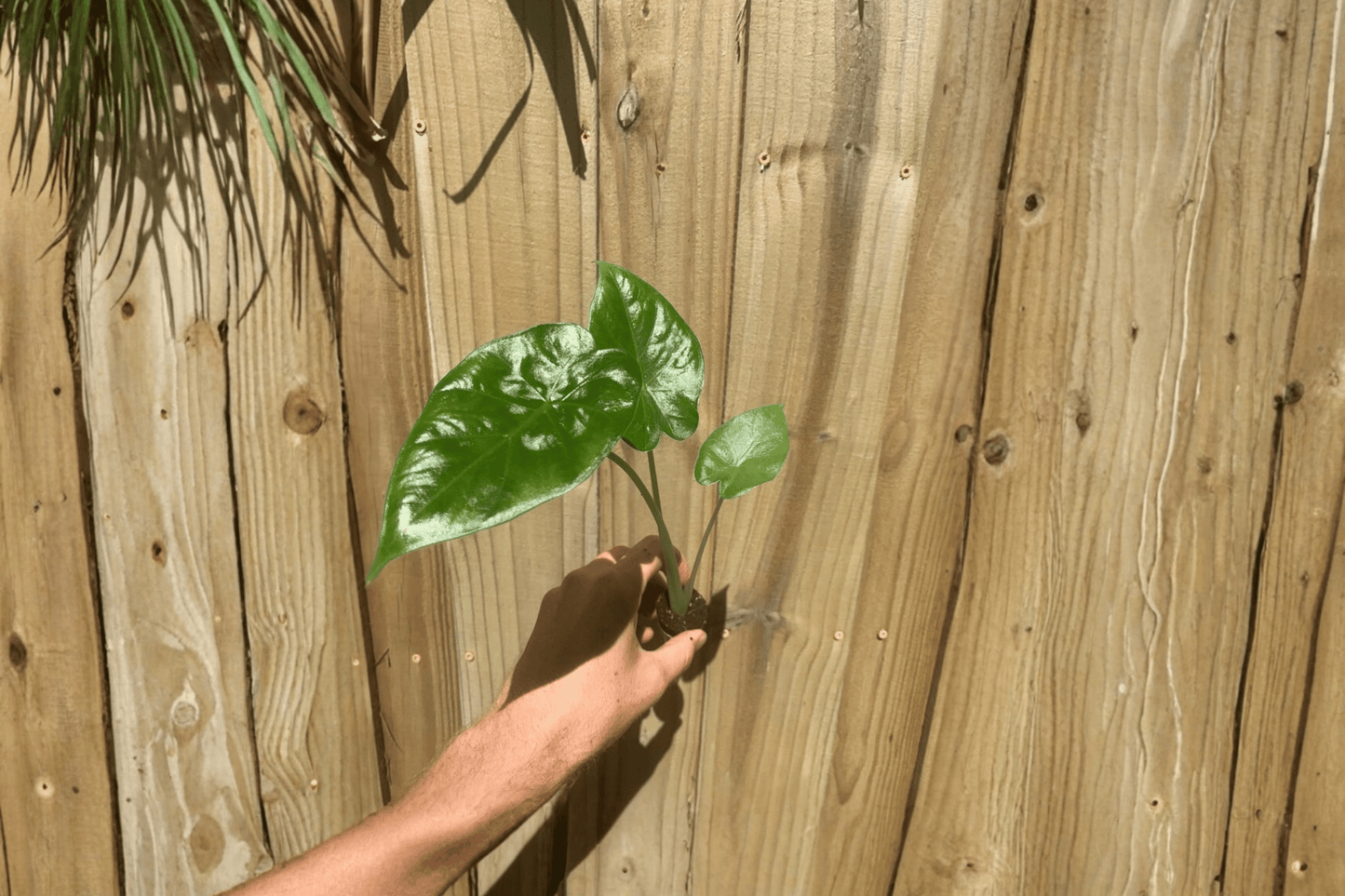 Alocasia Calidora 2 Live Starter Plants – Alocasia ‘Calidora’