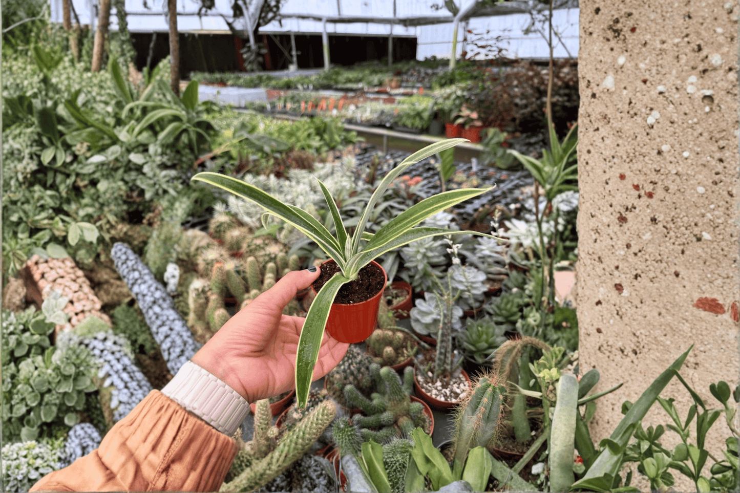 Variegated Pineapple ‘Juicy’ 2 Starter Live Plants – 2-Inch – Ananas comosus