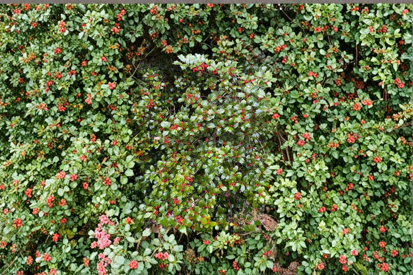 Merry Christmas American Holly 12 Inch Live Plant 1 Gallon Pot – Ilex opaca Evergreen Tree Red Berry Landscape Plant