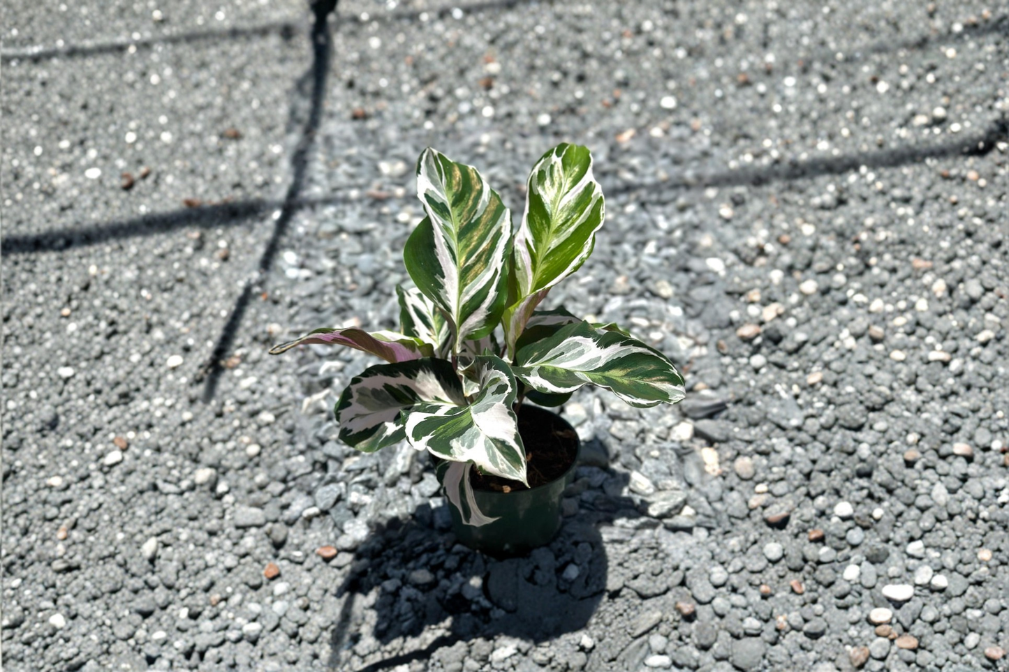 Calathea Stella Live Plant Tropical Houseplant Rooted Indoor Prayer Plant 6 Inch Pot Decor Gift