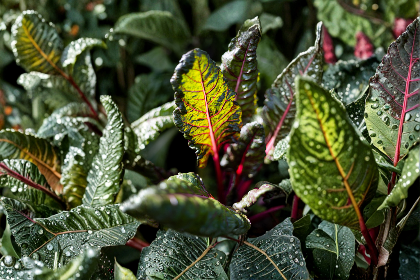 Red Veined Sorrel Live Herb Plant Rumex sanguineus Edible Herb Plant Red Vein Foliage Garden Plant Shipped Without Pot
