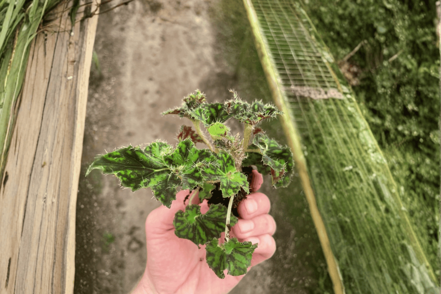 2 Begonia 'Unique' Starter Plants – Bare Root – Begonia 'Unique'