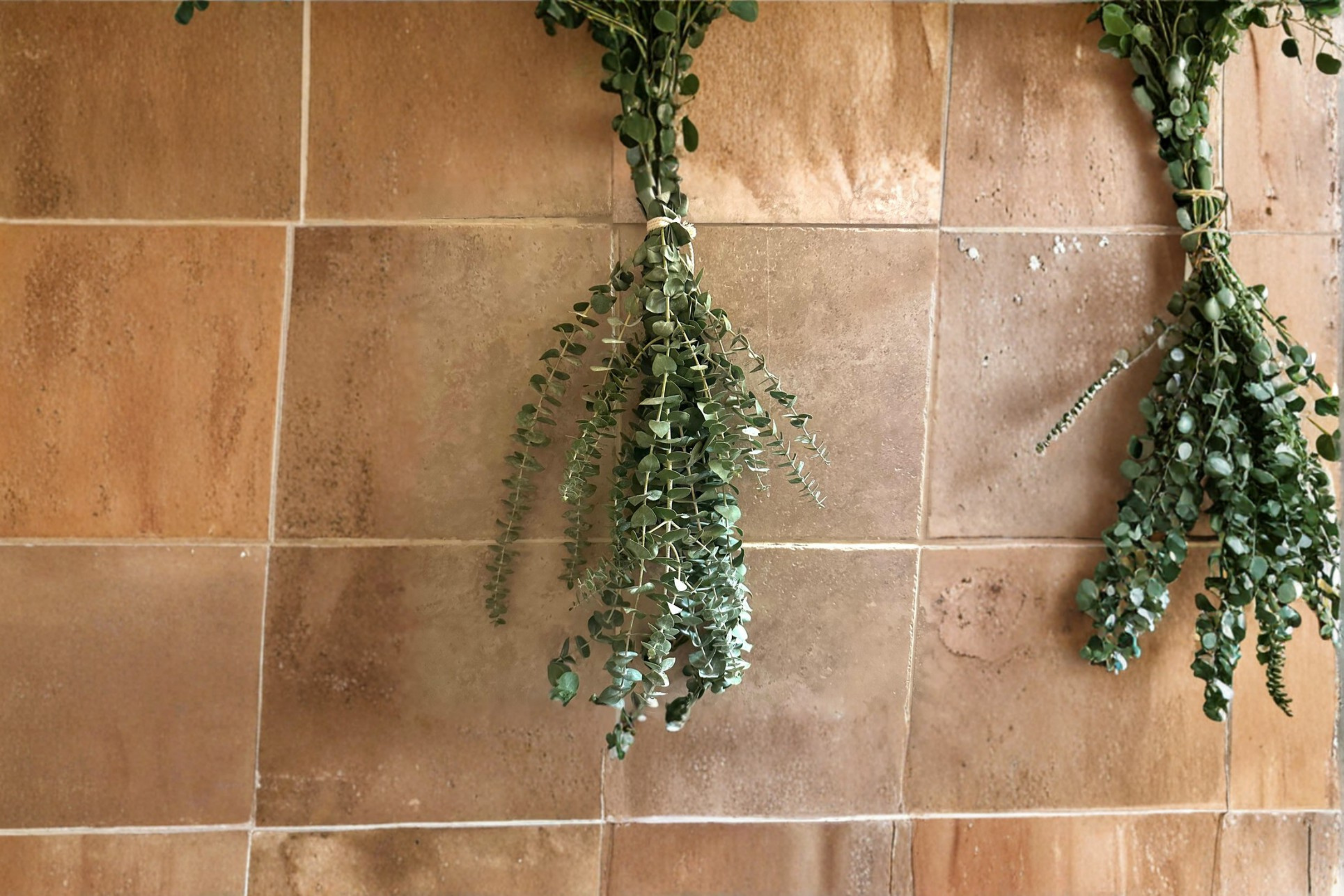 Fresh Eucalyptus Shower Bundle Hanging Plant Aromatic Greenery Bathroo –  Jayme Garden