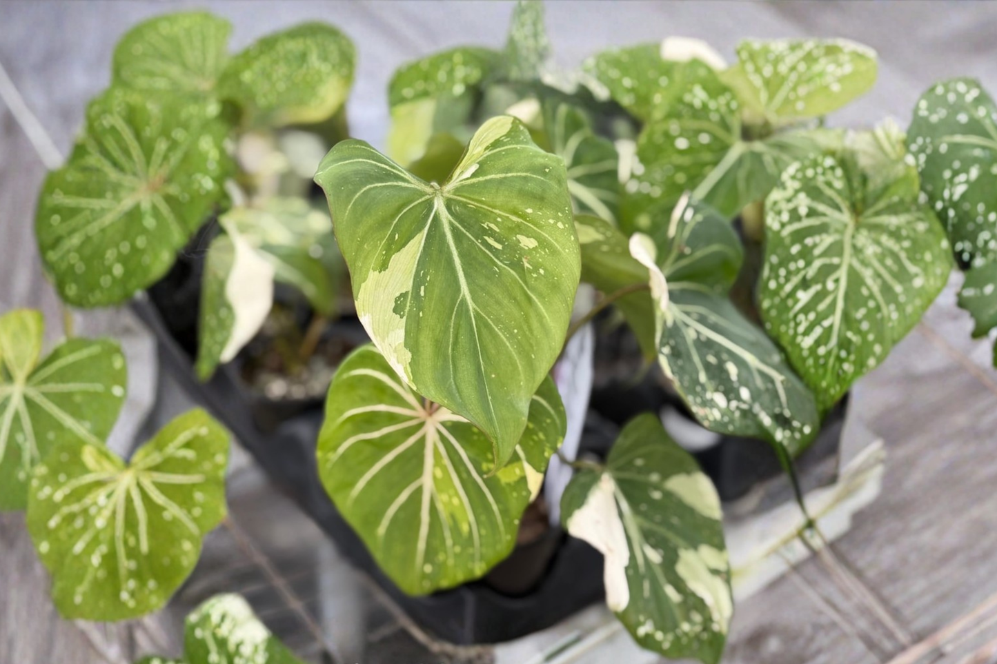 Philodendron Gloriosum Variegated Live Plant Rare Tropical Houseplant in 3 Inch Pot