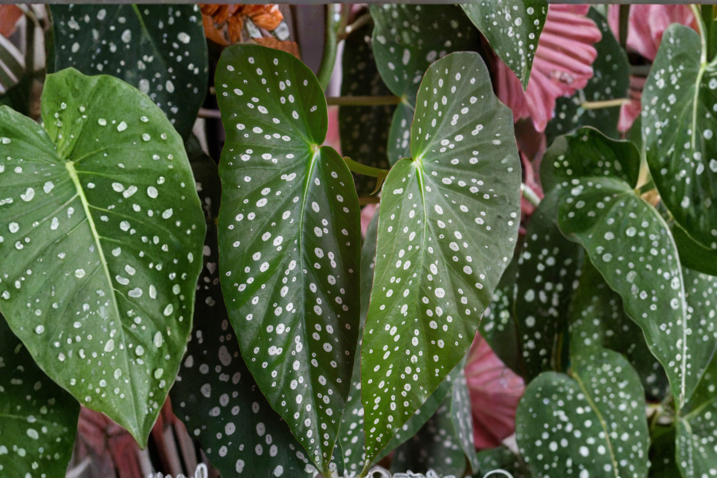 Angel Wing Begonia Assorted Starter Plants – Pack of 5 Live Houseplants (Begonia spp.)