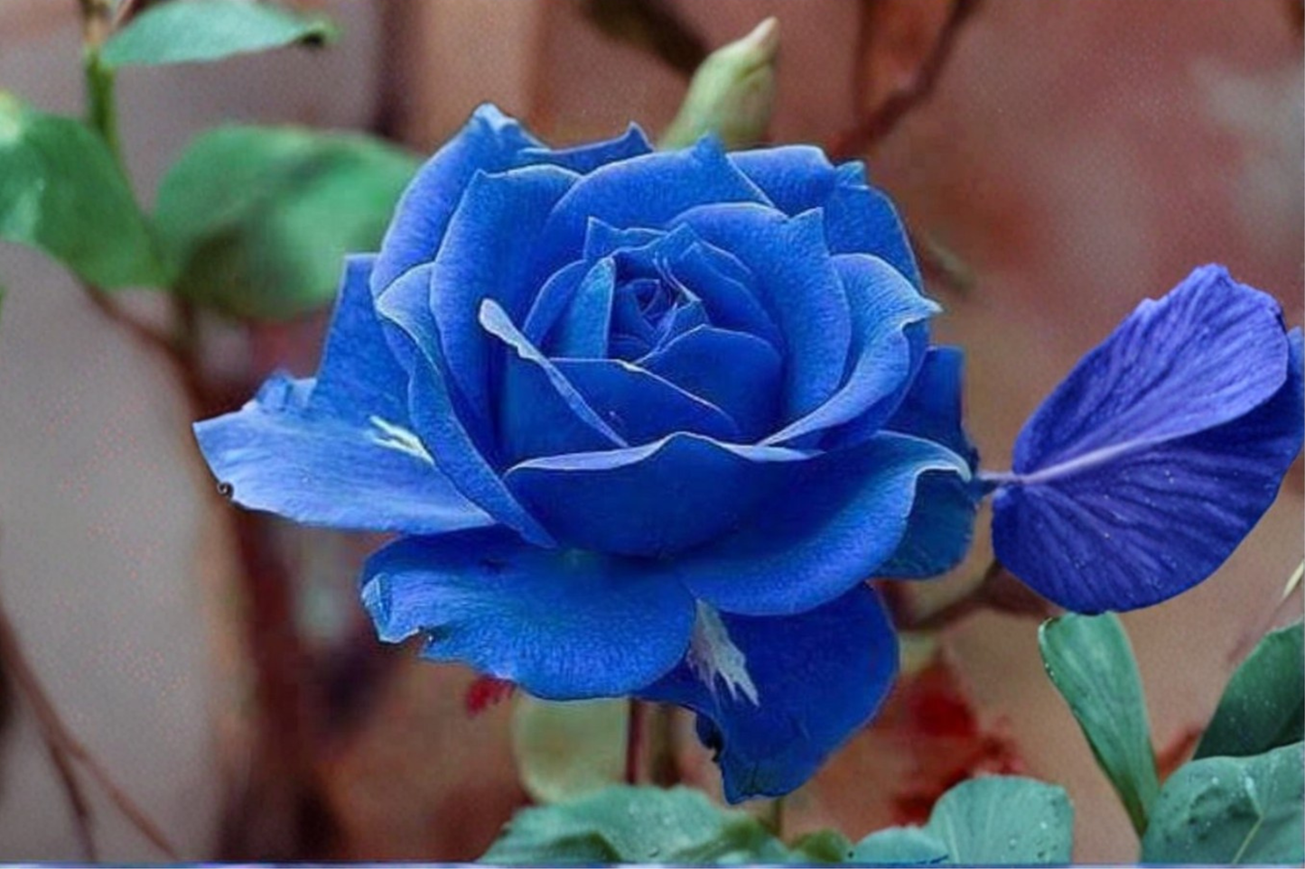 Midnight Blue Rose Seeds 20 Pack Rare Rose Bush Flower Plant Garden Seeds USA Seller Combined Shipping