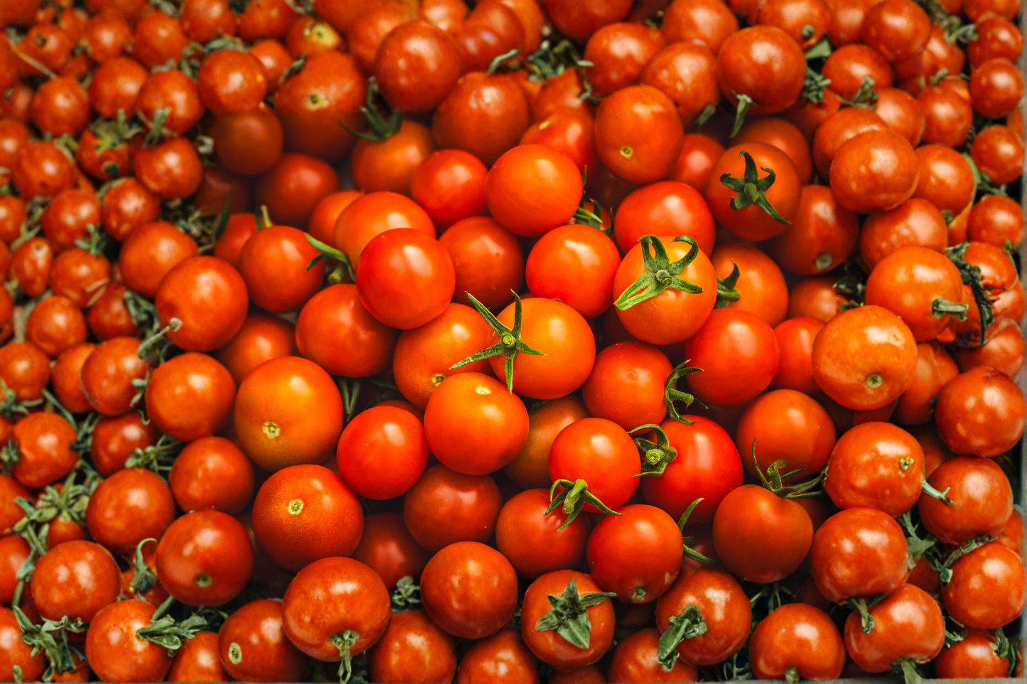 Red Cherry Tomato Live Plants – Lot of 2 – 6–10 Inch Starter Plants – 60+ Days Old – Solanum lycopersicum