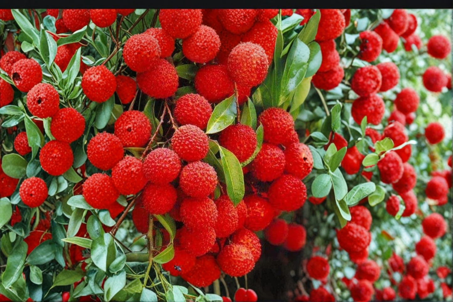 Mauritius Lychee Tree Air Layered Live Plant 3ft Tall Tropical Lychee Fruit Tree Backyard Garden No Ship to California
