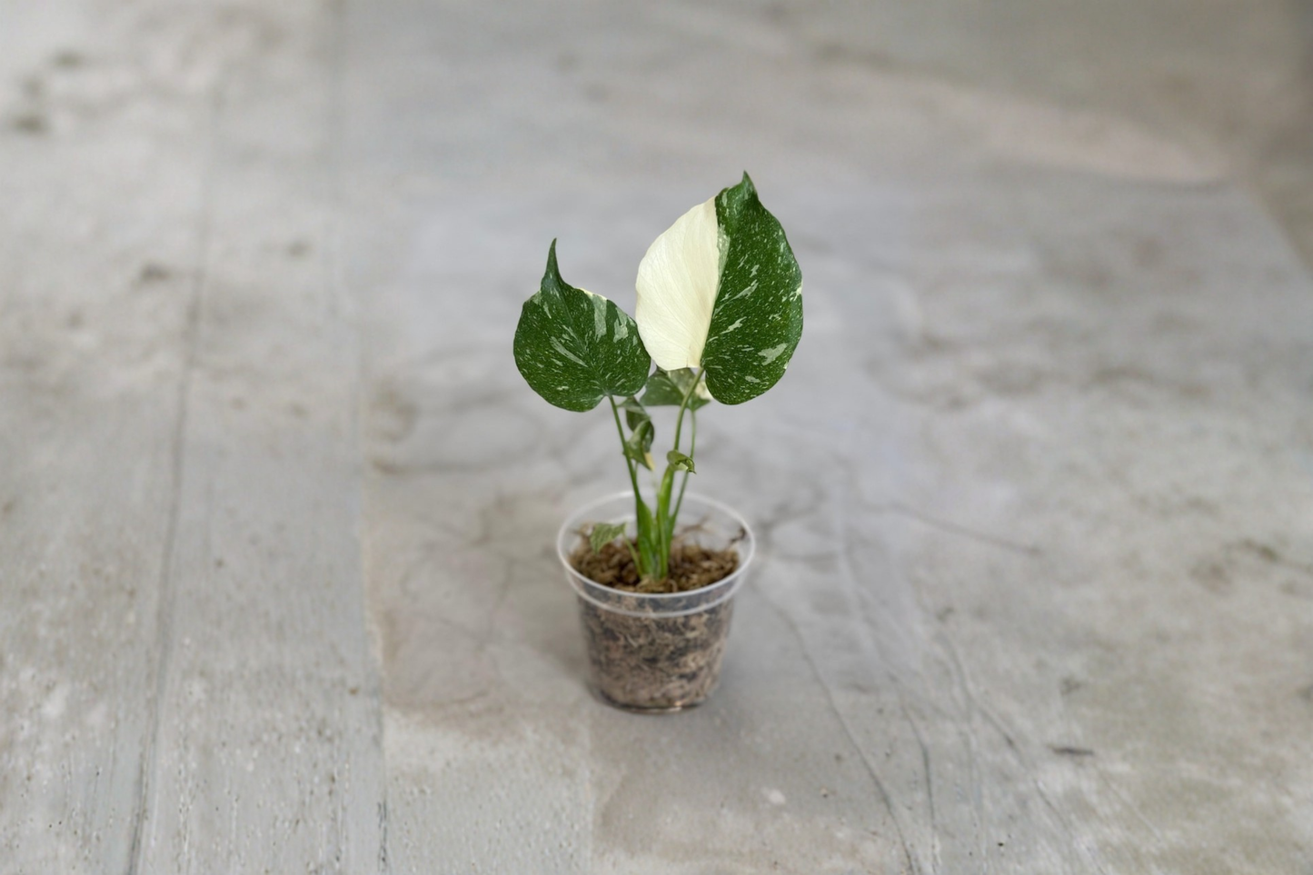 Monstera Thai Constellation Live Plant Variegated Rooted Monstera Indoor Houseplant 3-4 Inch Pot Gift