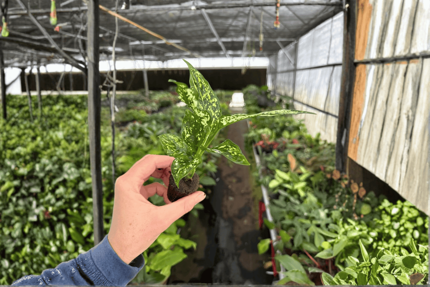 Aglaonema Thai Snowflake 2 Live Starter Plants – Aglaonema ‘Thai Snowflake’