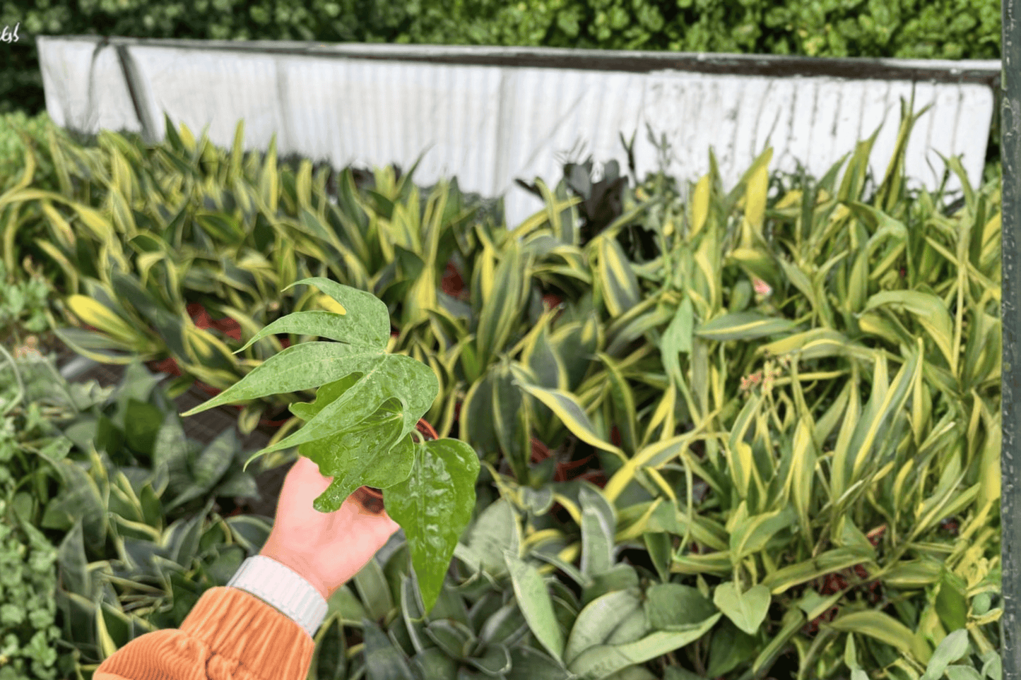 Anthurium Pedatoradiatum ‘Fingers’ 2 Live Starter Plants – 2-Inch – Anthurium pedatoradiatum