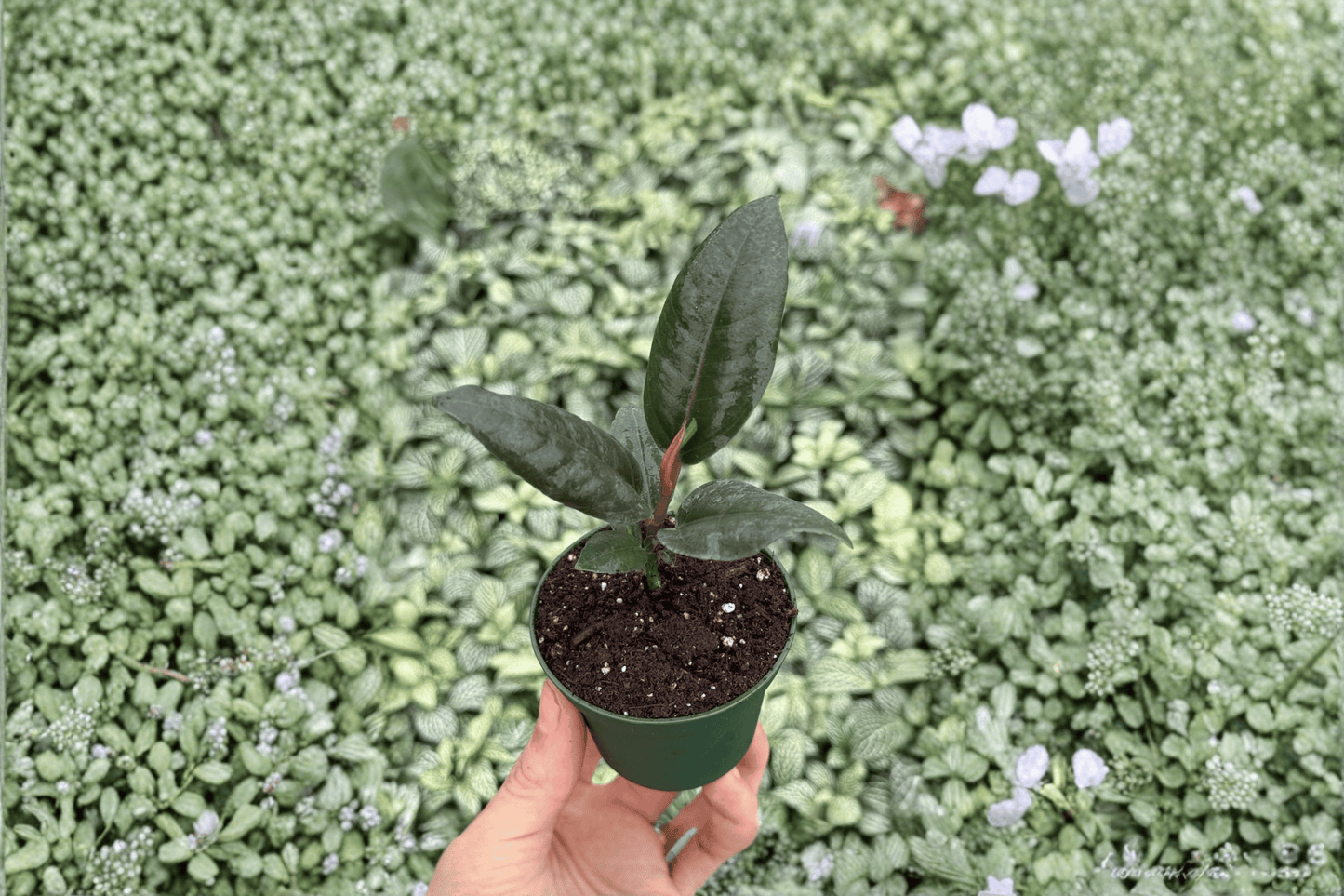 2 Ficus 'Black Prince' Live Starter Plants – Bare Root Houseplants