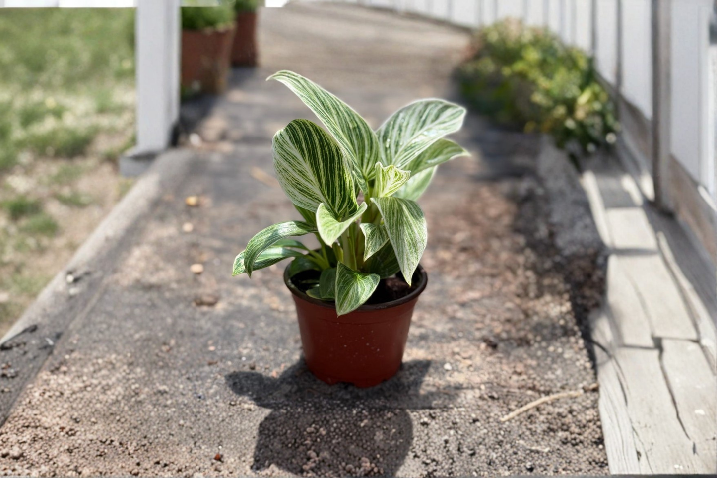 Philodendron Evian Live Plant Variegated Indoor Houseplant 4 Inch Pot Tropical Green Starter Plant Home Décor Gift